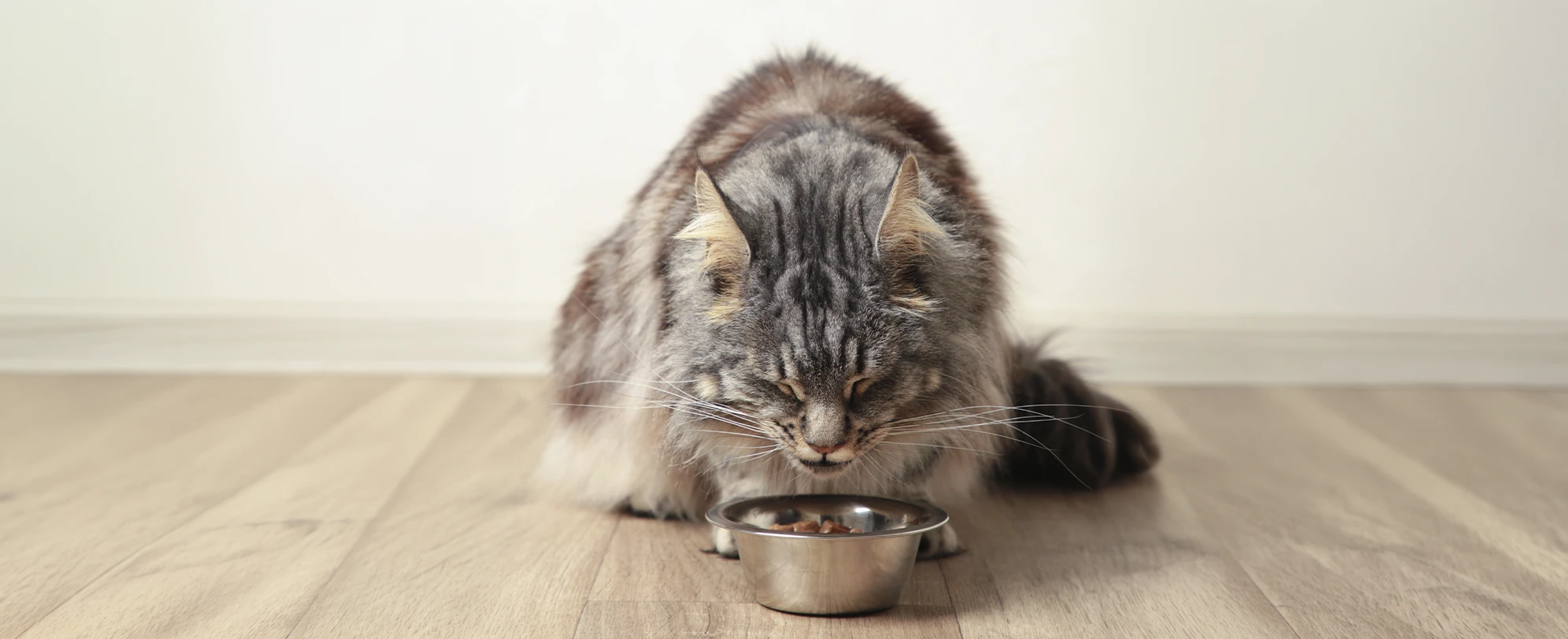 Blog 4 Gatos mayores cuando y como ajustar su alimentacion