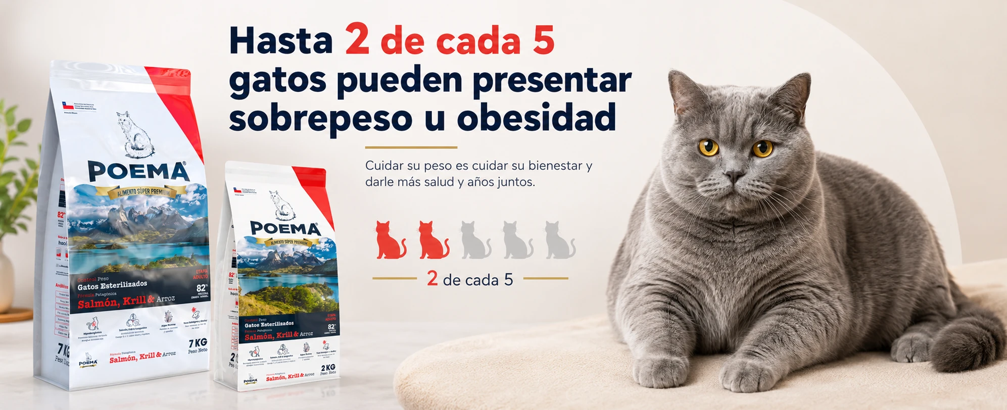 Blog 2 Hasta 2 de cada 5 gatos pueden presentar sobrepeso u obesidad